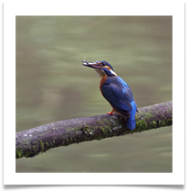 10 - Blue Bird - Chris Beesley